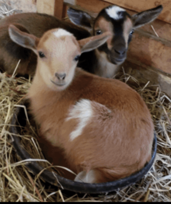 two baby goats resting in a barn stall
