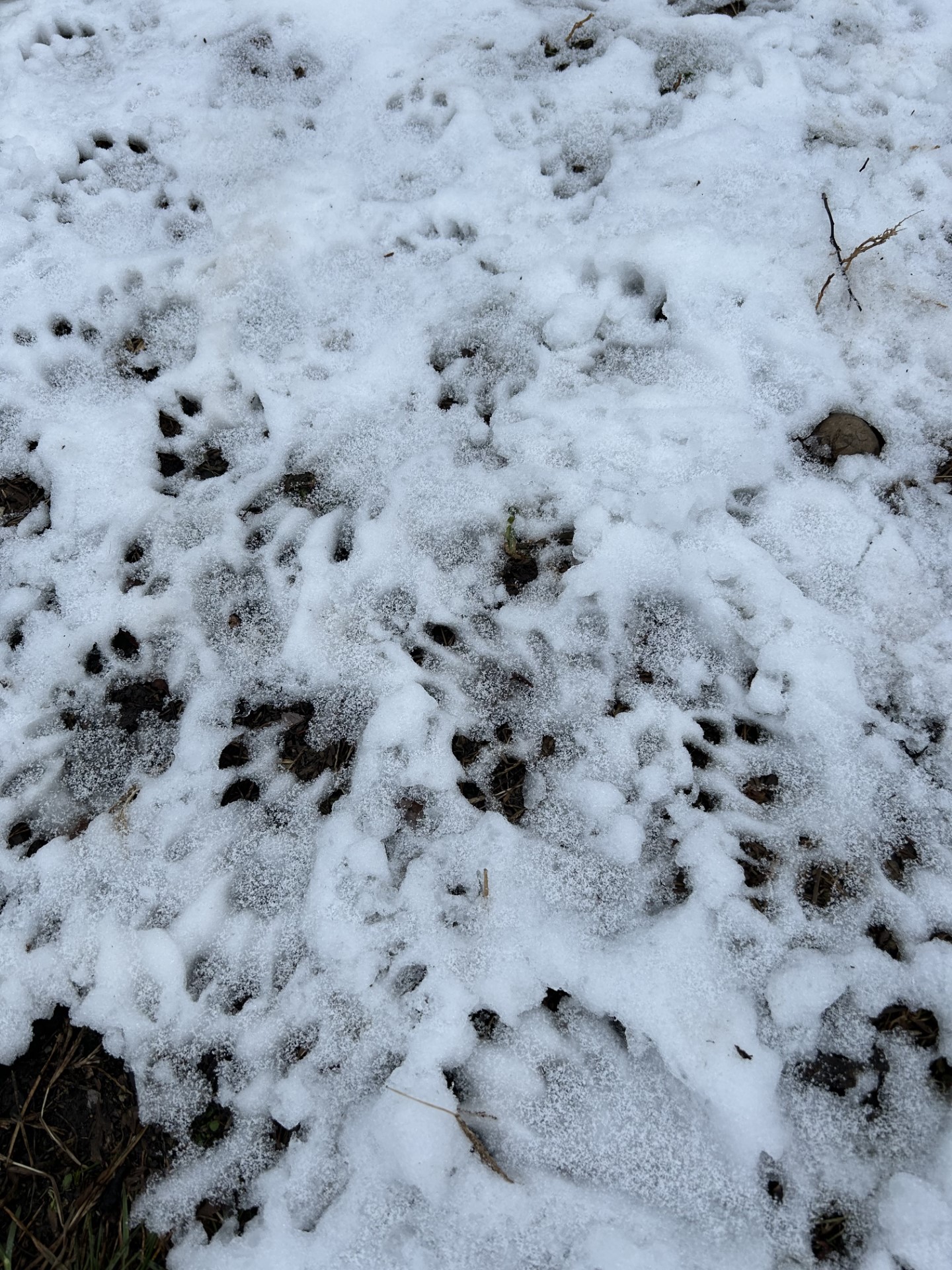 wild animal paw prints in the snow