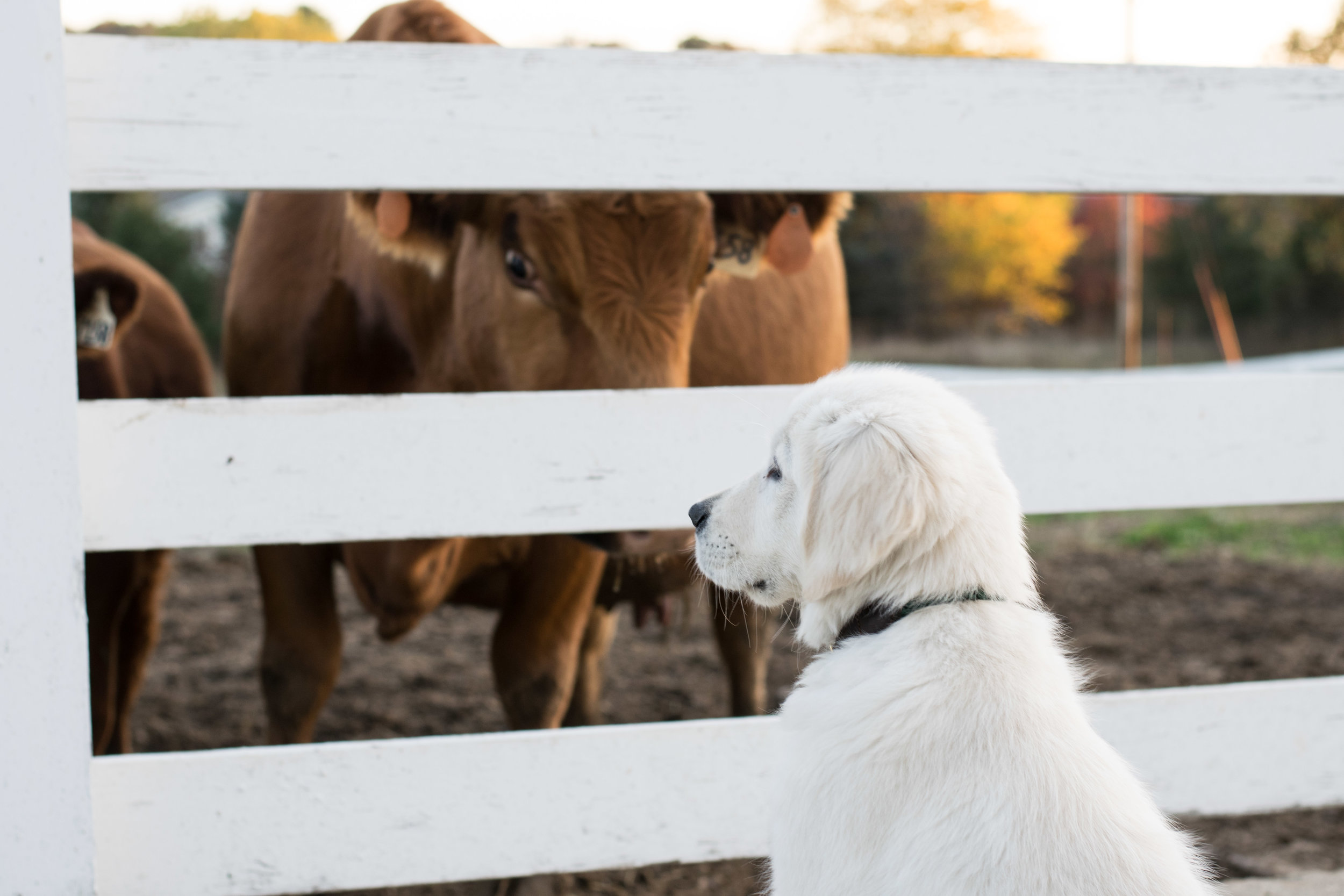 white puppy making friends with cattle through a white fence
