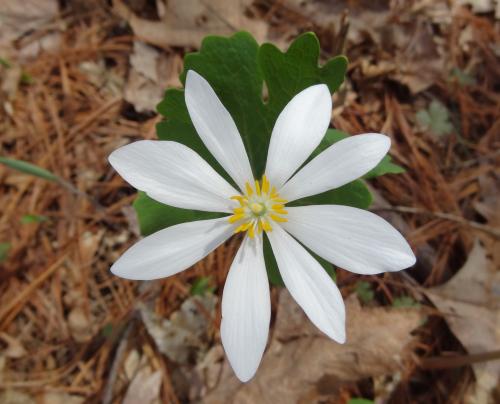 white wildflower in the woods