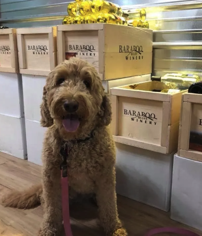 fluffly dog sitting in front of crates of Baraboo Bluff wine