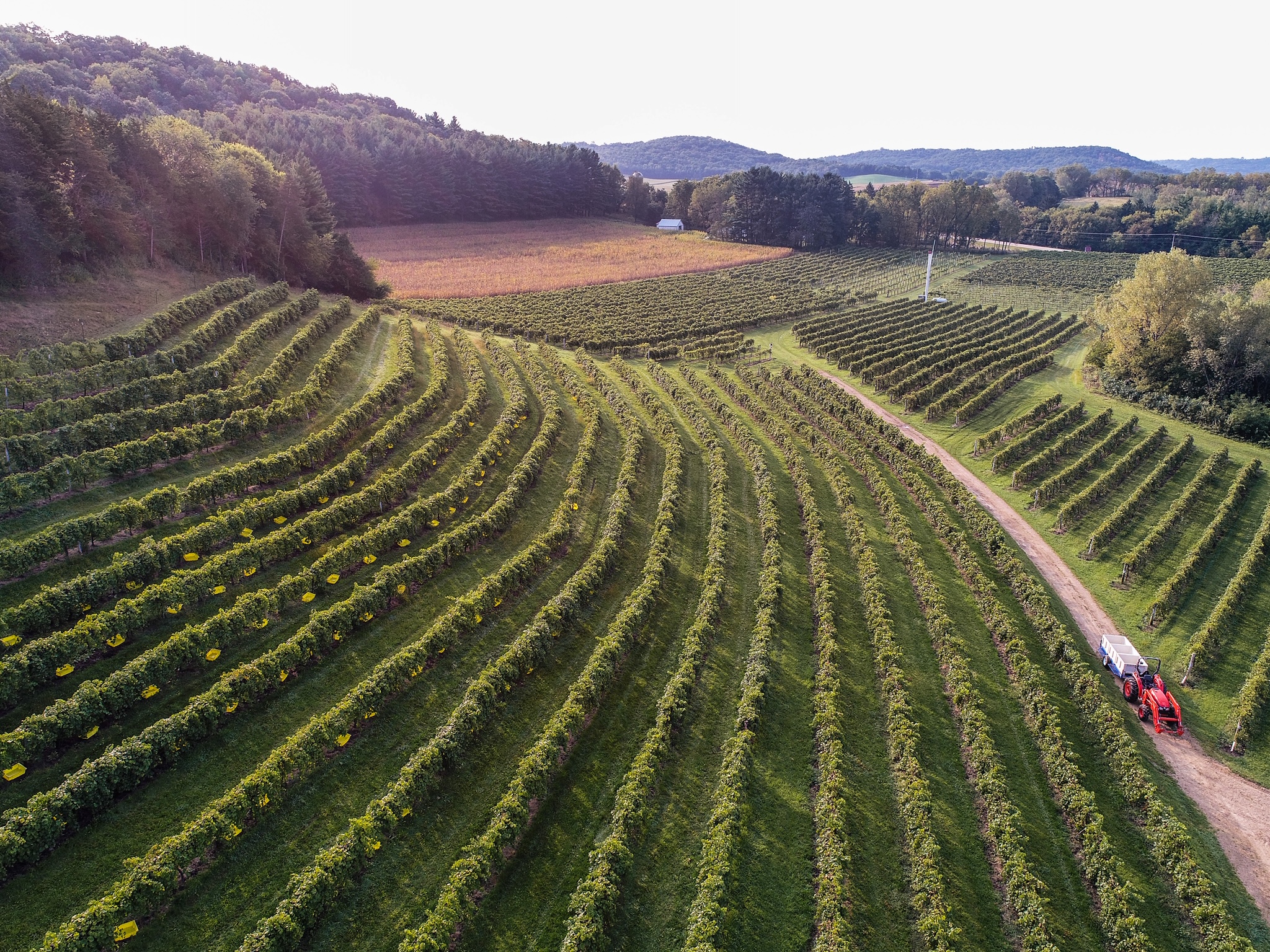 Green rolling vineyards of Wollersheim Winery & Distillery in Sauk County, Wisconsin